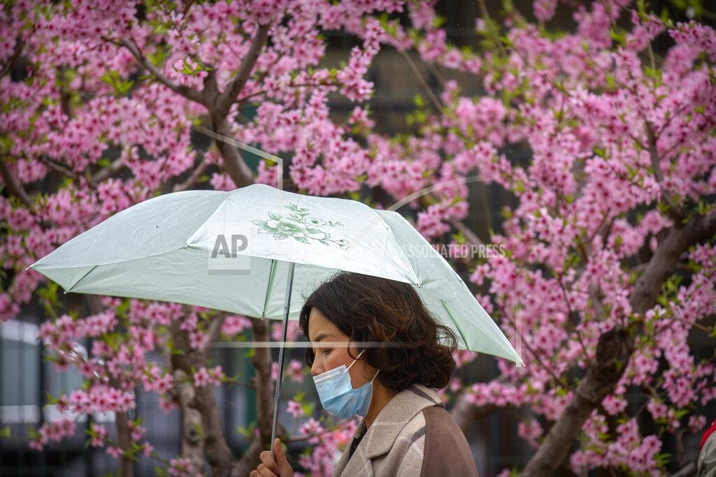 Mark Schiefelbein A woman wearing a face mask to help protect against COVID-19 walks past a tree in bloom on a rainy day in Beijing, Friday, April 2, 2021. A Chinese border city hit by a fresh outbreak of COVID-19 this week began a five-day drive Friday to vaccinate its entire population of 300,000 people. (AP Photo/Mark Schiefelbein)