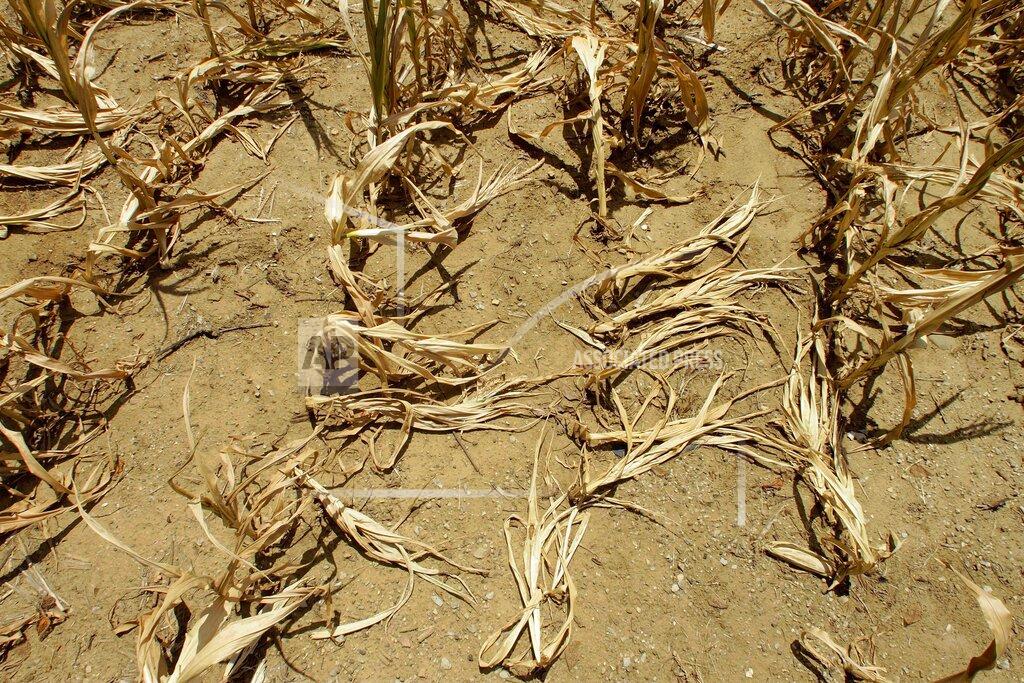 Seth Perlman FILE - In this Monday, July 16, 2012 file photo, corn stalks struggling from lack of rain and a heat wave covering most of the U.S. lie flat on the ground in Farmingdale, Ill. To save the planet, the world needs to tackle twin crises of climate change and species loss together, using solutions that fix both not just one, two different teams of United Nations scientists said in a joint report released on Thursday, June 10, 2021. (AP Photo/Seth Perlman, File)