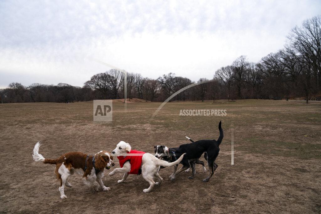 John Minchillo Appa, a retriever, wears a coat during a frigid morning at Prospect Park's Long Meadow during off-leash hours, Sunday, Jan. 31, 2021, in the Brooklyn borough of New York. Go to any dog park right now and you’ll probably find lively pandemic puppies, along with new owners learning the ins and outs of off-leash play. One of the silver linings of the pandemic is that many people are discovering the joys of dog ownership. (AP Photo/John Minchillo)