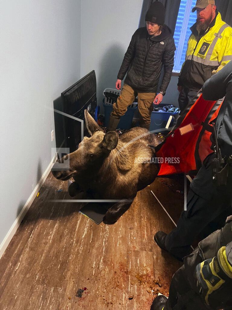 Capt. Josh Thompson In this image provided by Central Emergency Services for the Kenai Peninsula Borough firefighters from Central Emergency Services with personnel from the Alaska Wildlife Troopers and Alaska Department of Fish and Game help rescue a moose that had fallen through a window well at a home in Soldotna, Alaska, on Sunday, Nov. 20, 2022. The moose was tranquilized and removed from the house on a stretcher, revived and set loose back into the wild. (Capt. Josh Thompson/Central Emergency Services via AP)