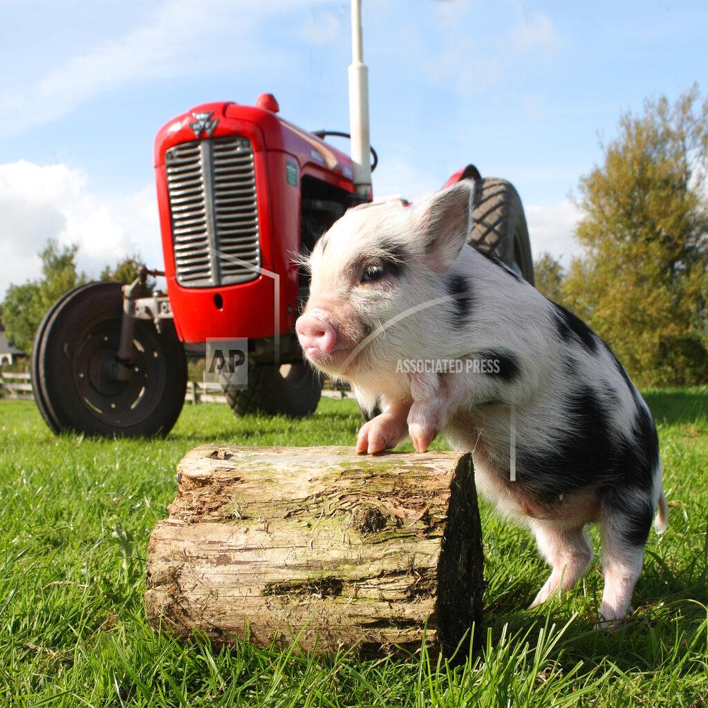 Miniature pigs at Pennywell Farm, Buckfastleigh, Devon, Britain - 2010 ...