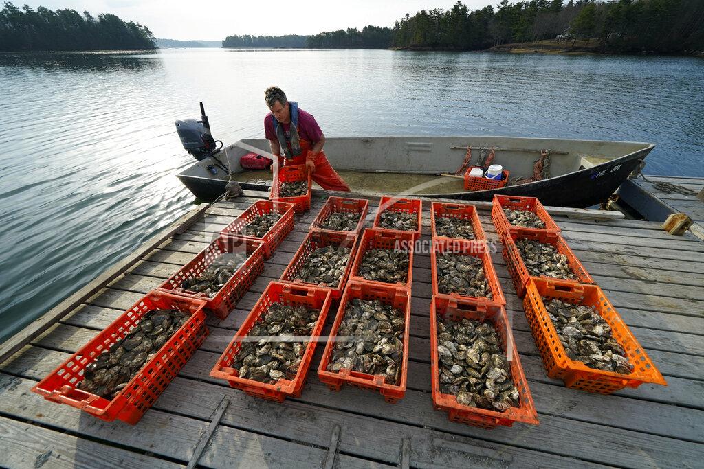 Robert F. Bukaty Oyster farmer Chris Burtis of Ferda Farms unloads oysters harvested on the New Meadows River, Sunday, April 25, 2021, in Brunswick, Maine. Oysters from the farm are being used to establish a new population in New Hampshire. (AP Photo/Robert F. Bukaty)