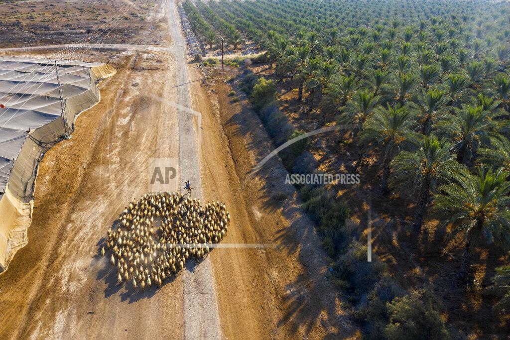 Oded Balilty A Palestinian shepherd herds his flock next to the West Bank Jewish Settlement of Tomer in the Jordan Valley, Tuesday, June 30, 2020. Israeli Prime Minister Benjamin Netanyahu appears determined to carry out his pledge to begin annexing parts of the occupied West Bank, possibly as soon as Wednesday. (AP Photo/Oded Balilty)