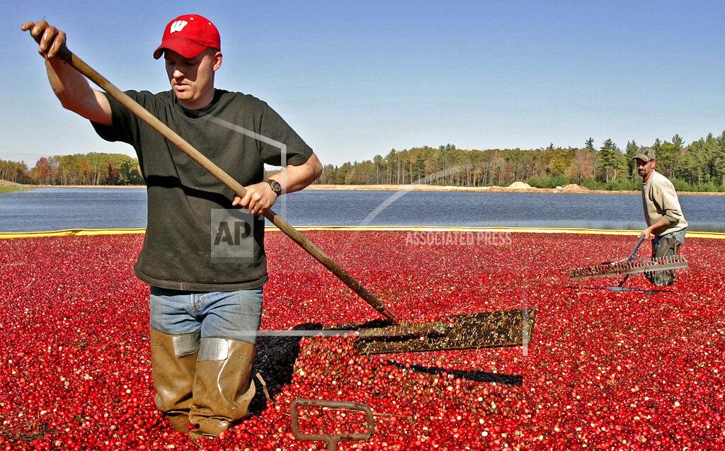 Morry Gash FILE - In a Friday, Oct. 14, 2005 file photo, Jacob Ryan, left, and Trent Lueck use rakes to harvest cranberries, in Pittsville, Wis. Wisconsin is the nation's leading cranberry-producing state. A cranberry festival the same weekend as the Ryder Cup in Wisconsin was recently canceled because of the COVID-19 pandemic.A decision is looming whether to play the Ryder Cup in Wisconsin in September 2020 with fans or even postpone it until next year. (AP Photo/Morry Gash, File)