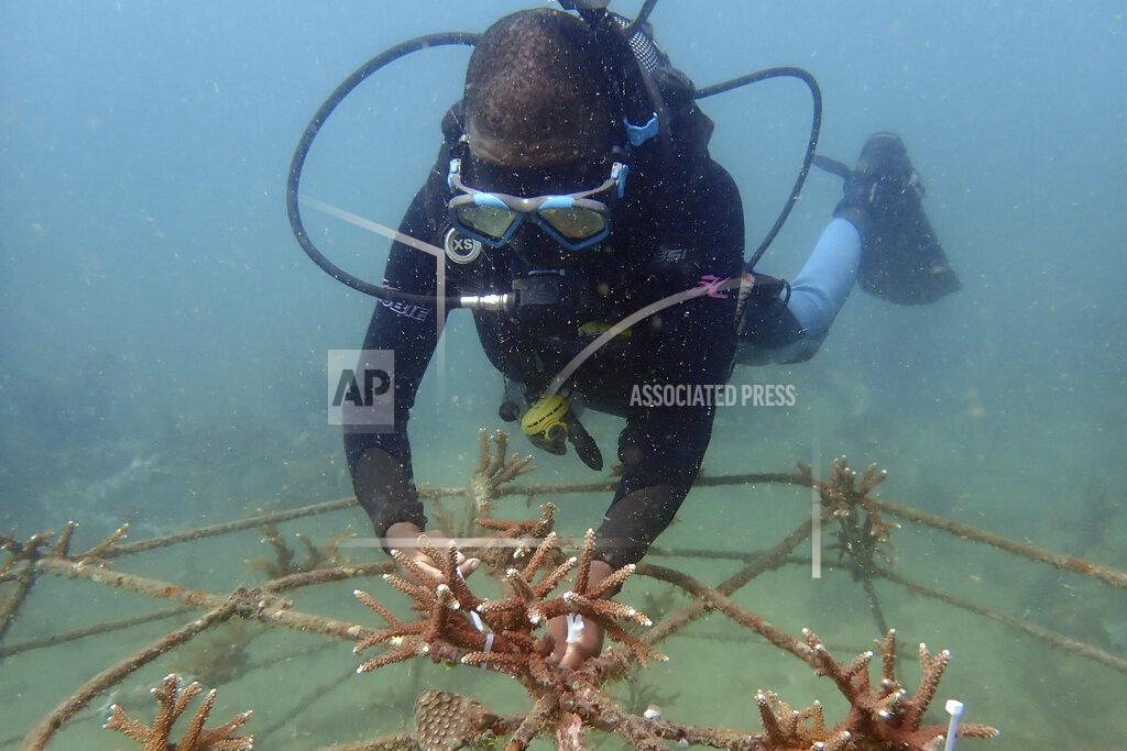 Brian Inganga Coral reef restoration ranger Dosa Mshenga Mchambi works at an artificial reef structure in the Indian ocean at Shimoni, Kenya on Monday, June 13, 2022. The marine area off the coast of Kenya at Wasini Island, jointly managed by a foundation and the island's community, has been planting over 8,000 corals a year since 2010 and placed about 800 artificial reef structures in the channel in a bid to restore Wasini's coral gardens. (AP Photo/Brian Inganga)