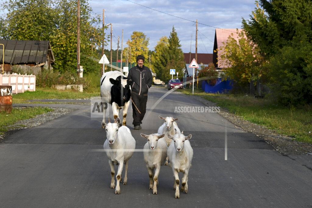 Bogandinskoye Nikolai, a local citizen drives his animals out to the pasture on his way to vote at a polling station during the Parliamentary elections in Bogandinskoye village in Tyumen region, Russia, Saturday, Sept. 18, 2021. (AP Photo/Sergei Rusanov)