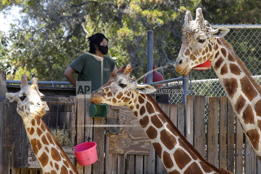 Ben Margot A masked zoo worker watches over giraffes at feeding time at the Oakland Zoo on July 2, 2020, in Oakland, Calif. Zoos and aquariums from Florida to Alaska are struggling financially because of closures due to the coronavirus pandemic. Yet animals still need expensive care and food, meaning the closures that began in March, the start of the busiest season for most animal parks, have left many of the facilities in dire financial straits. (AP Photo/Ben Margot)