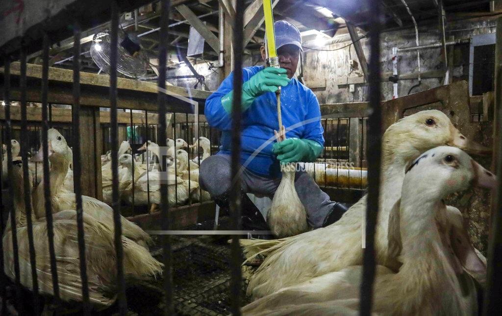 Bebeto Matthews FILE - Moulard ducks, a hybrid of white farm Peking duck and a South American Muscovy duck, are caged and force-fed at Hudson Valley Foie Gras duck farm in Ferndale, N.Y., July 18, 2019, to fatten their livers to produce foie gras. New York City's planned ban on the sale of foie gras is being challenged in court by two upstate farms that claim it would leave them financially devastated. (AP Photo/Bebeto Matthews, File)