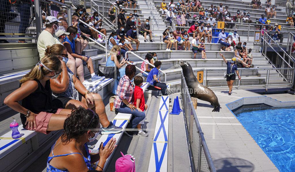Bebeto Matthews Osborn the sea lion, right, engages visitors during a show at the New York Aquarium, Monday, Aug. 24, 2020, in New York. The aquarium re-opened to members only, who had to reserve tickets online to limit attendance and maintain social distancing. (AP Photo/Bebeto Matthews)