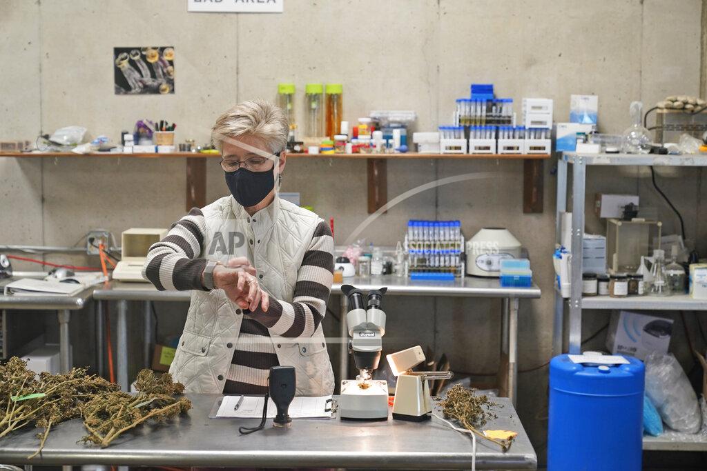Seth Wenig Biologist Diane Duffus tests hemp for humidity in a lab at Hepworth Farms in Milton, N.Y., Monday, April 12, 2021. Farmers dealing with depressed prices for plants that produce CBD extract are eager to take part in a statewide marijuana market expected to generate billions of dollars a year once retail sales start. They already know how to grow and process cannabis plants, since hemp is essentially the same plant with lower levels of THC, marijuana's active ingredient. Now they're waiting on rules that will allow them to switch seeds. (AP Photo/Seth Wenig)