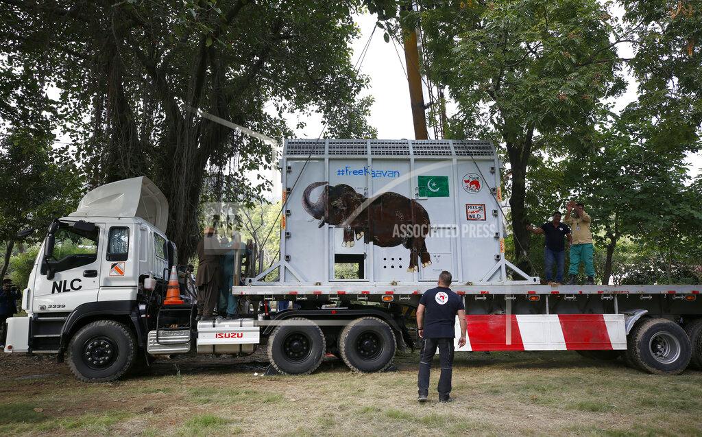 Anjum Naveed Pakistani wildlife workers and experts from the international animal welfare organization Four Paws load a crate carrying an elephant named Kaavan into a truck to begin his journey to a sanctuary in Cambodia, at the Marghazar Zoo in Islamabad, Pakistan, Sunday, Nov. 29, 2020. Kavaan, the world's loneliest elephant, who became a cause celebre in part because America's iconic singer and actress Cher joined the battle to save him from his desperate conditions at the zoo. (AP Photo/Anjum Naveed)