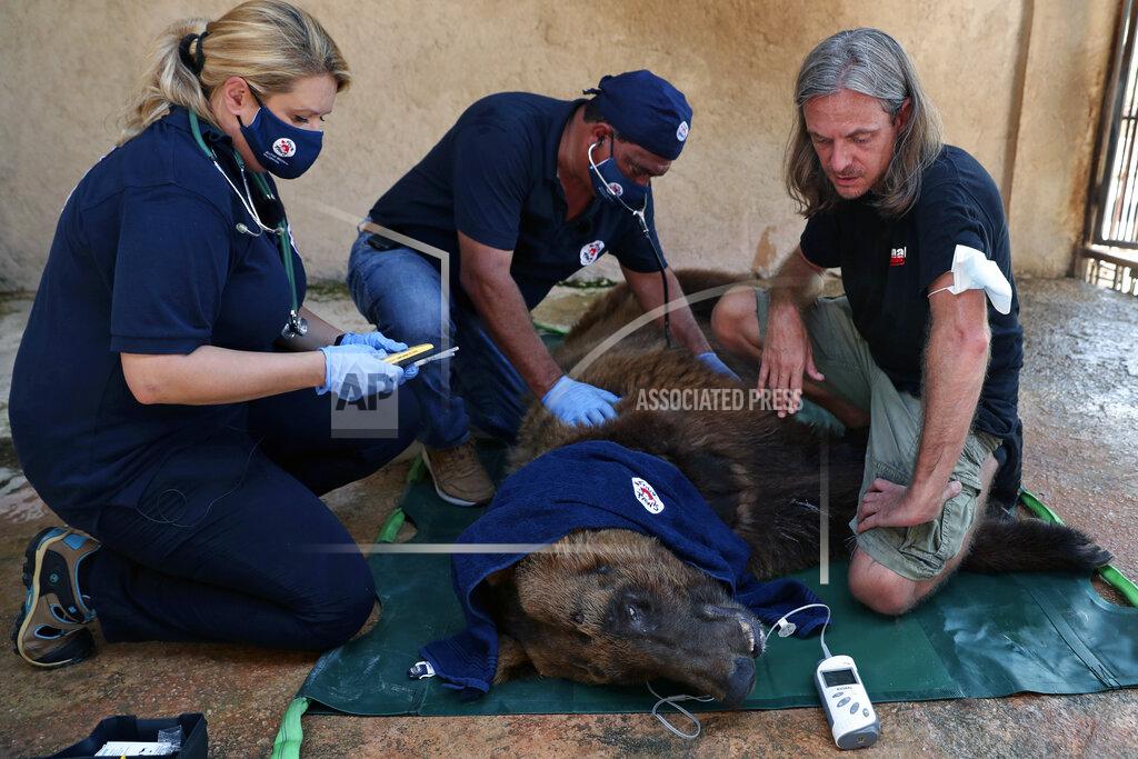 Bilal Hussein Jason Mier, director of Animals Lebanon, right, Amir Khalil, center, and Dr Marina Ivanova, both of FOUR PAWS International, check a Syrian brown bear under anesthesia, inside a cage at a zoo, in the southern port city of Tyre, Lebanon, Sunday, July 18, 2021. The Beirut-based group, Animals Lebanon, said Sunday that two bears, including this one, that were rescued from the private zoo in southern Lebanon, will be flown to the United States where they will be released into the wild. (AP Photo/Bilal Hussein)