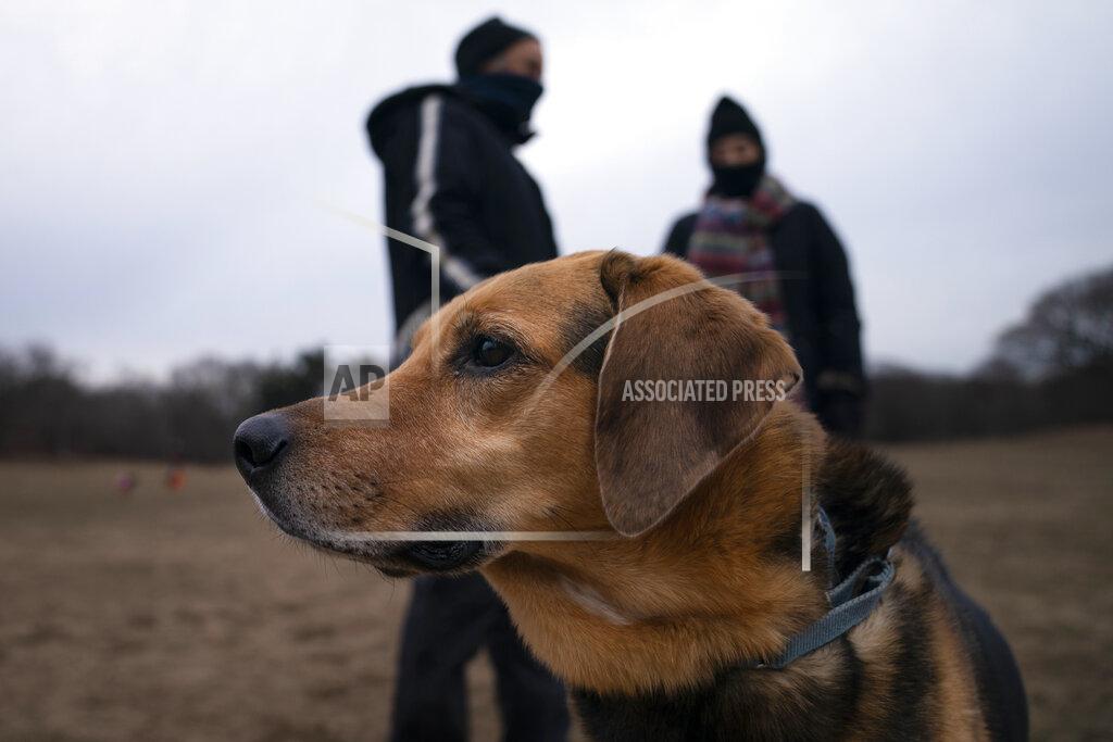 John Minchillo Harvest, a long-time reveler to Prospect Park's Long Meadow, plays off-leash during designated free-roaming hours, Sunday, Jan. 31, 2021, in the Brooklyn borough of New York. "It's nice people are experiencing the joy of dog ownership," said Ted Hausman, who's been bringing Harvest to the park for years. "It's a good silver lining to the pandemic." (AP Photo/John Minchillo)