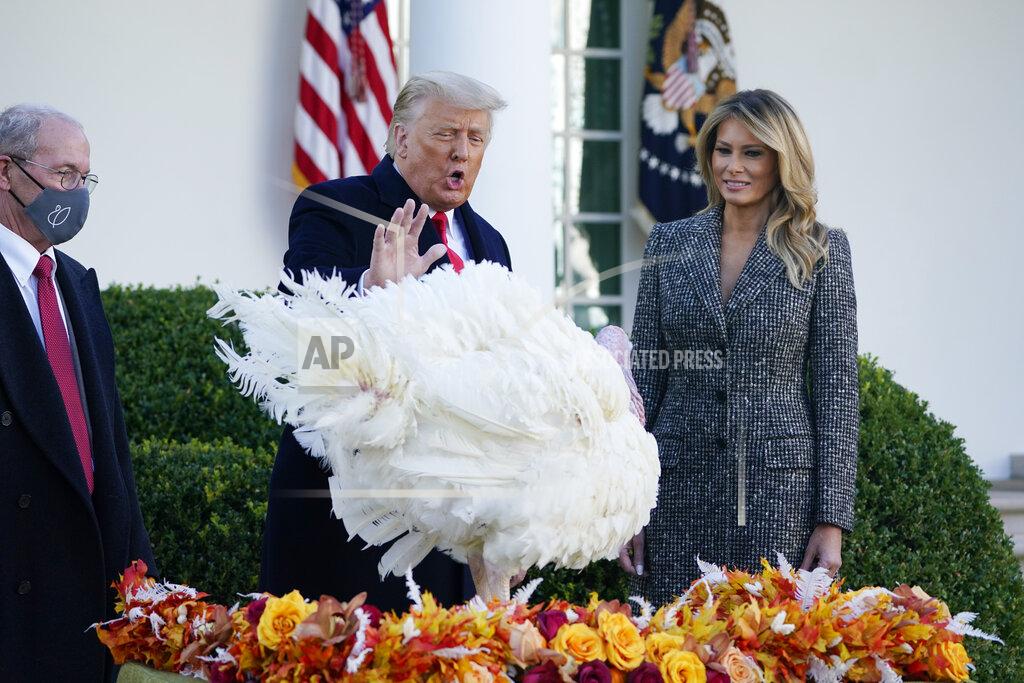 Susan Walsh President Donald Trump pardons Corn, the national Thanksgiving turkey, in the Rose Garden of the White House, Tuesday, Nov. 24, 2020, in Washington, as first lady Melania Trump and National Turkey Federation Chairman Ron Kardel of Walcott, Iowa, look on. (AP Photo/Susan Walsh)