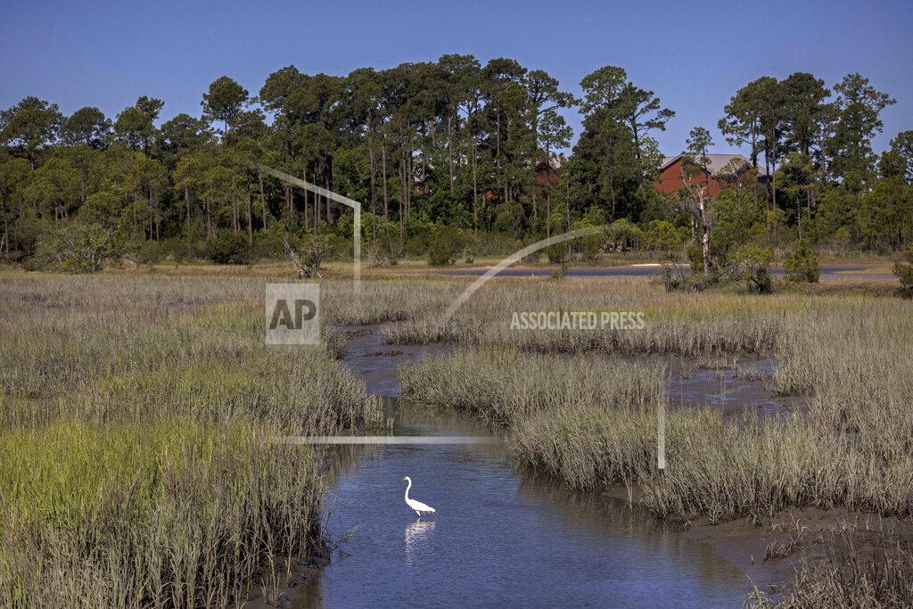 Stephen B. Morton A snowy egret forages in a salt marsh, Wednesday, May 11, 2022, in Parris Island, S.C. Salt marsh makes up more than half of the base's 8,000 acres (3,200 hectares), and the island's highest point, by the fire station, is just 13 feet (4 meters) above sea level. (AP Photo/Stephen B. Morton)