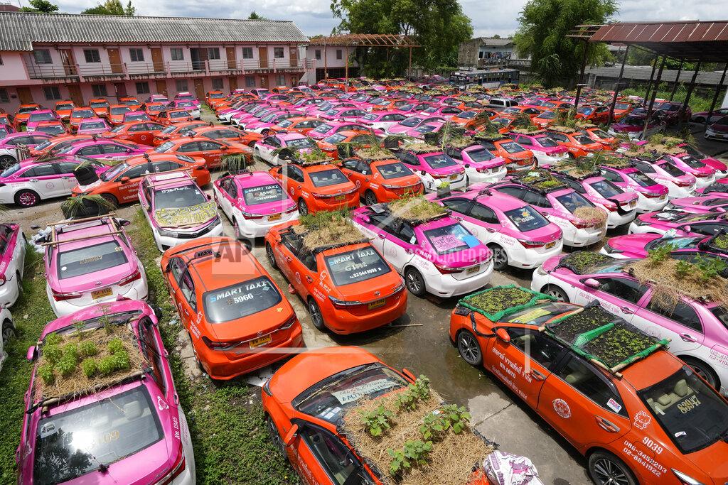 Sakchai Lalit Miniature gardens sit on the rooftops of unused taxis parked in Bangkok, Thailand, Thursday, Sept. 16, 2021. Taxi fleets in Thailand are giving new meaning to the term “rooftop garden,” as they utilize the roofs of cabs idled by the coronavirus crisis to serve as small vegetable plots and raise awareness about the plight of out of work drivers. (AP Photo/Sakchai Lalit)