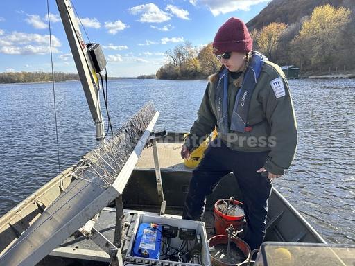Do snitches net fishes? Scientists turn invasive carp i... - Vimarsana News