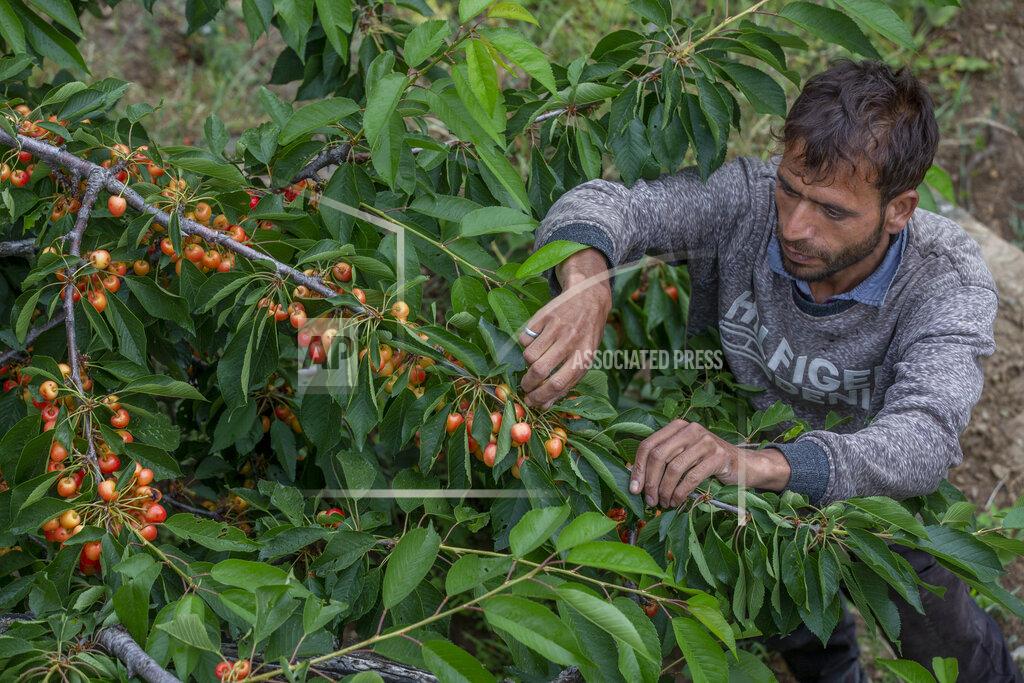 Dar Yasin A Kashmiri farmer plucks cherries at an orchard in Waliwar village, north east of Srinagar, Indian controlled Kashmir, Wednesday, June 16, 2021. Cherry farmers in Kashmir who were not able get most of their produce to the markets last year because of the COVID-19 pandemic are hoping for good returns this year. (AP Photo/ Dar Yasin)