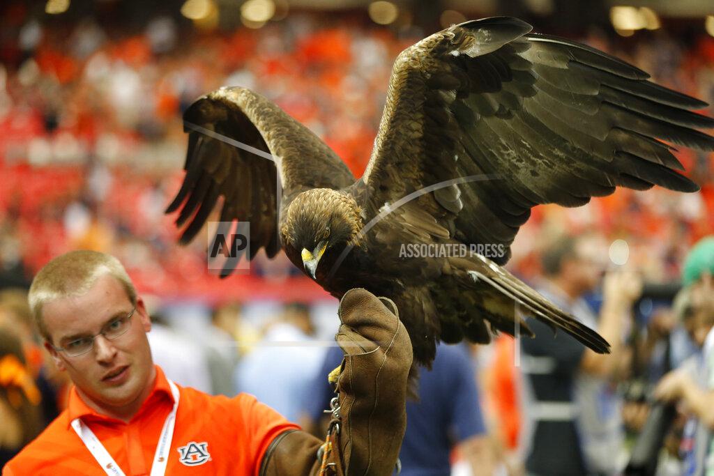 John Bazemore The Auburn War Eagle rests before the first half of an NCAA college football game against Louisville, Saturday, Sept. 5, 2015, in Atlanta. Football is being played in the Power Five conferences, but many of the longstanding traditions that go along with the games are on hold during the coronavirus pandemic. (AP Photo/John Bazemore)