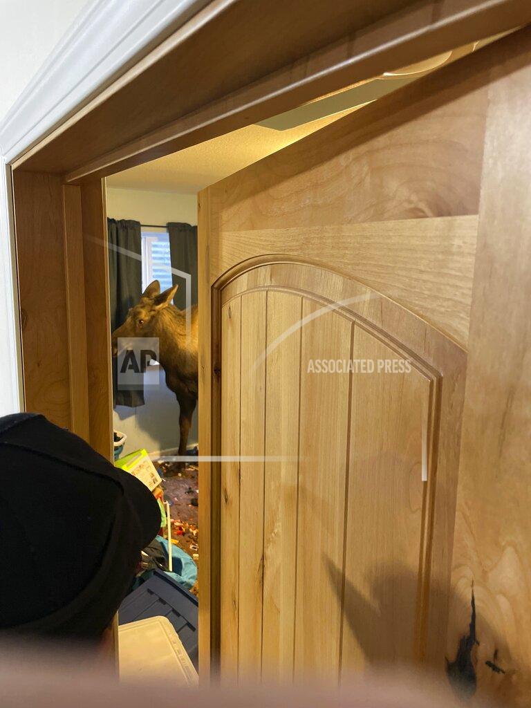 Capt. Josh Thompson In this image provided by Central Emergency Services for the Kenai Peninsula Borough, a moose is trapped in a house after falling through a window well, Sunday, Nov. 20, 2022, in Soldotna, Alaska. The moose was tranquilized and removed from the house on a stretcher, revived and set free back into the wild. (Capt. Josh Thompson/Central Emergency Services via AP)