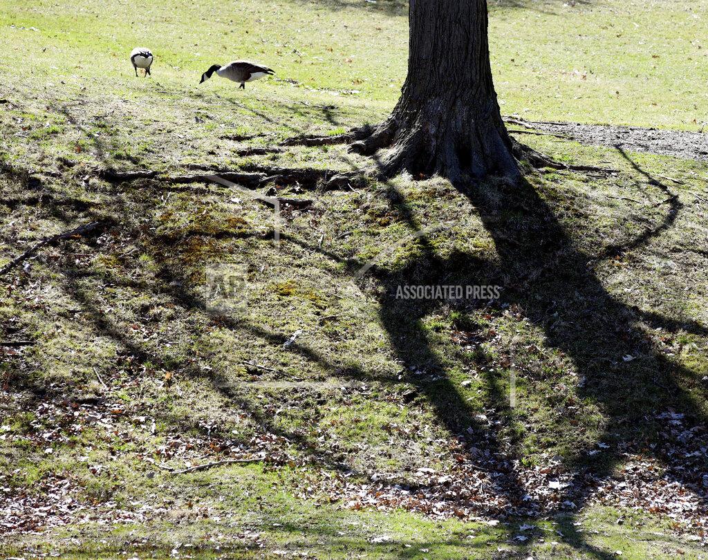 Warren Dillaway Geese feed near a tree and its reflection at Lake Shore Park on Thursday April 2, 2020, afternoon in Ashtabula Township, Ohio. (Warren Dillaway/The Star-Beacon via AP)