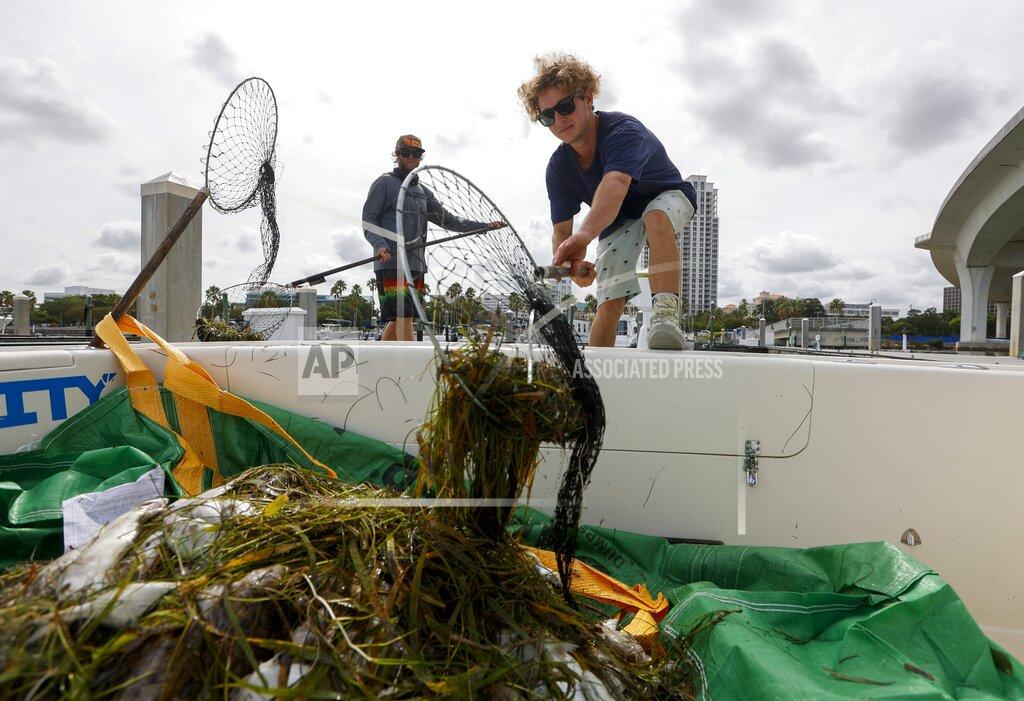 Chris Urso Salvatore Cuccia, 21, of Clearwater, right, and Tyler Copeland, 28, of St. Petersburg deposit dead fish in the bow of a boat Thursday, June 17, 2021 in the intracoastal waters between Clearwater and Dunedin. Pinellas County had small boats retrieving dead fish in Dunedin and around Clearwater Harbor Thursday. The fish kill is attributed to the recent Red Tide bloom. (Chris Urso /Tampa Bay Times via AP)
