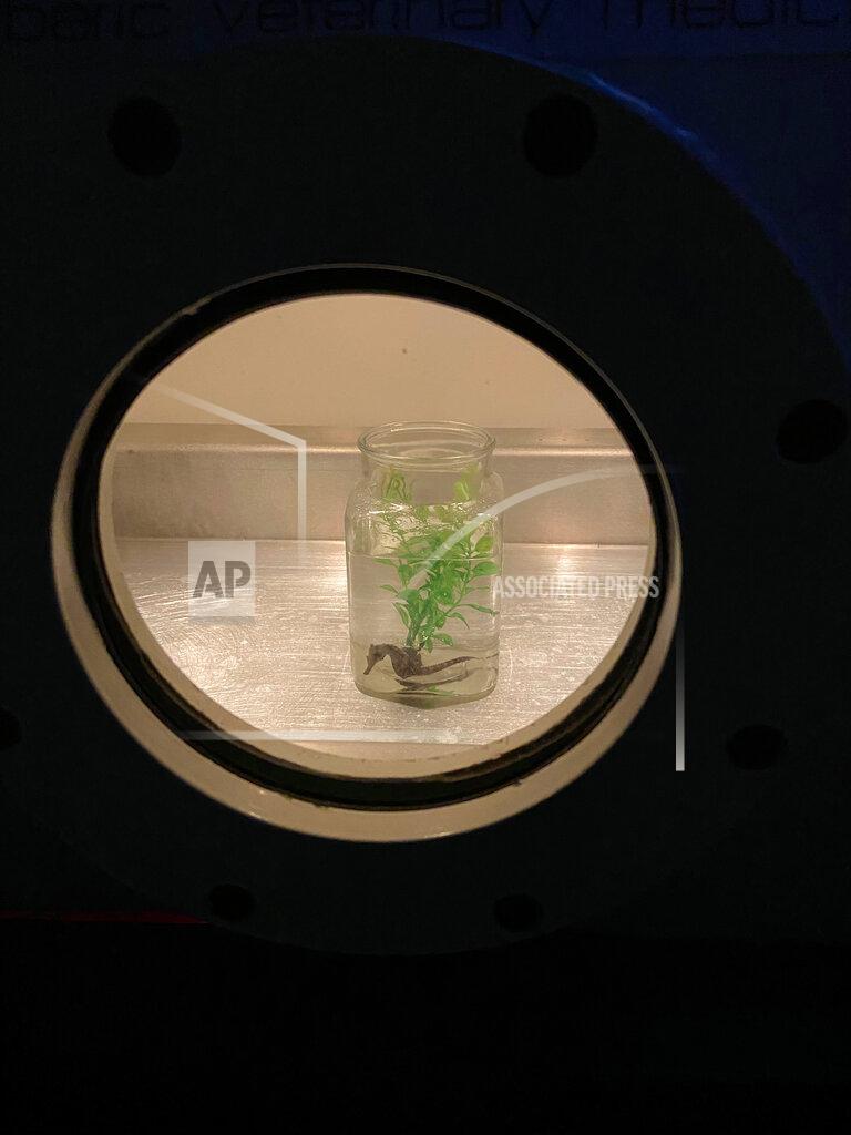 Carol Benge In this undated photo provided by the University of Florida College of Veterinary Medicine, Louie, a black and silver seahorse swims in a temporary tank at the University of Florida, in Gainesville, Fla. In September, its owner Carol Benge, noticed that the seahorse was having trouble swimming. She took him to the University of Florida veterinary school where they diagnosed it with Gas Bubble Disease. The seahorse was placed in a hyperbaric chamber, and with one treatment, Louie was cured. (University of Florida College of Veterinary Medicine via AP)