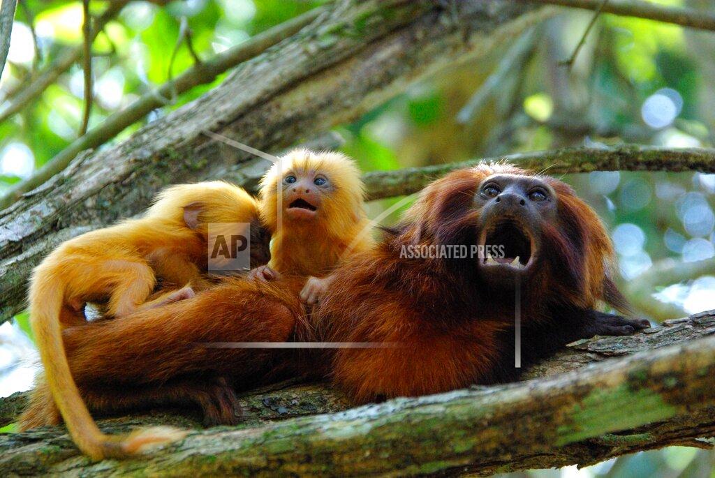 Andreia Martins This undated photo provided by AMLD in June 2020 shows endangered golden lion tamarins which live in the wild only in Brazil's Atlantic rainforest. In the wake of the COVID-19 coronavirus pandemic, scientists monitoring the devastating impacts of yellow fever on golden lion tamarins are unable to work in closed forest reserves. (Andreia Martins/AMLD via AP)