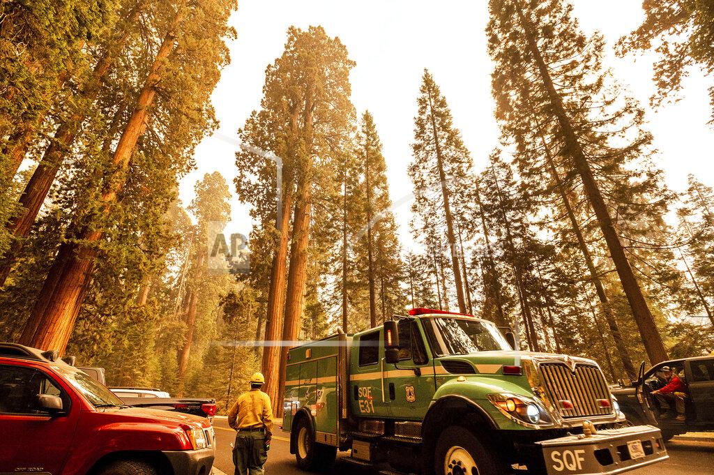Noah Berger A fire engine drives past sequoia trees in Lost Grove as the KNP Complex Fire burns about 15 miles away on Friday, Sept. 17, 2021, in Sequoia National Park, Calif. (AP Photo/Noah Berger)