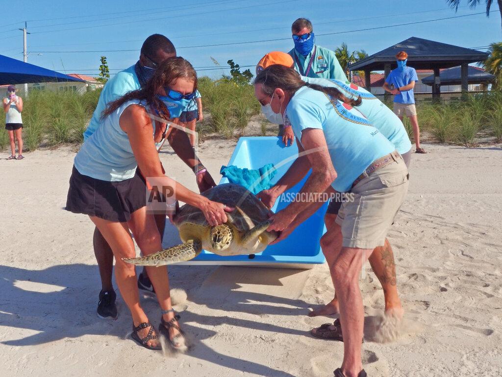 Mariela Care In this photo provided by the Florida Keys News Bureau, staff from the Florida Keys-based Turtle Hospital lower "Aldo Leopold," a 100-pound juvenile green sea turtle, to the beach to be released into the Atlantic Ocean, Wednesday, April 22, 2020, in Marathon, Fla. The turtle was rescued by the hospital team in late February after being discovered floating offshore, unable to dive. Wednesday's release coincided with the 50th anniversary of Earth Day. (Mariela Care/Florida Keys News Bureau via AP)