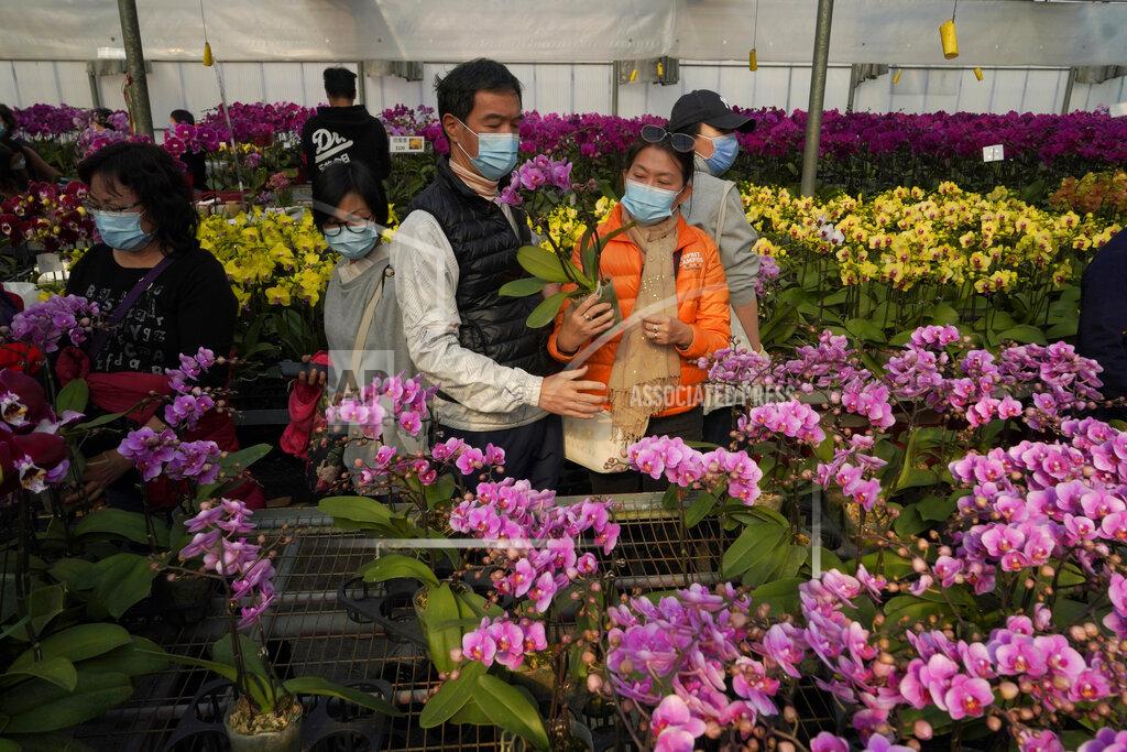 Kin Cheung Customers wearing face masks to protect against the spread of the coronavirus, look at pots of Phalaenopsis orchids at one of Hong Kong's largest orchid farms located at Hong Kong's rural New Territories on Jan. 14, 2021. The Lunar New Year holiday is usually a busy period for flower farms in Hong Kong, which gear up to sell plum blossoms, orchids and daffodils at flower markets during the festive season. But the pandemic and restrictions on such festive markets this year has taken a toll on many farms, who worry that they may be left with an oversupply of flowers. (AP Photo/Kin Cheung)