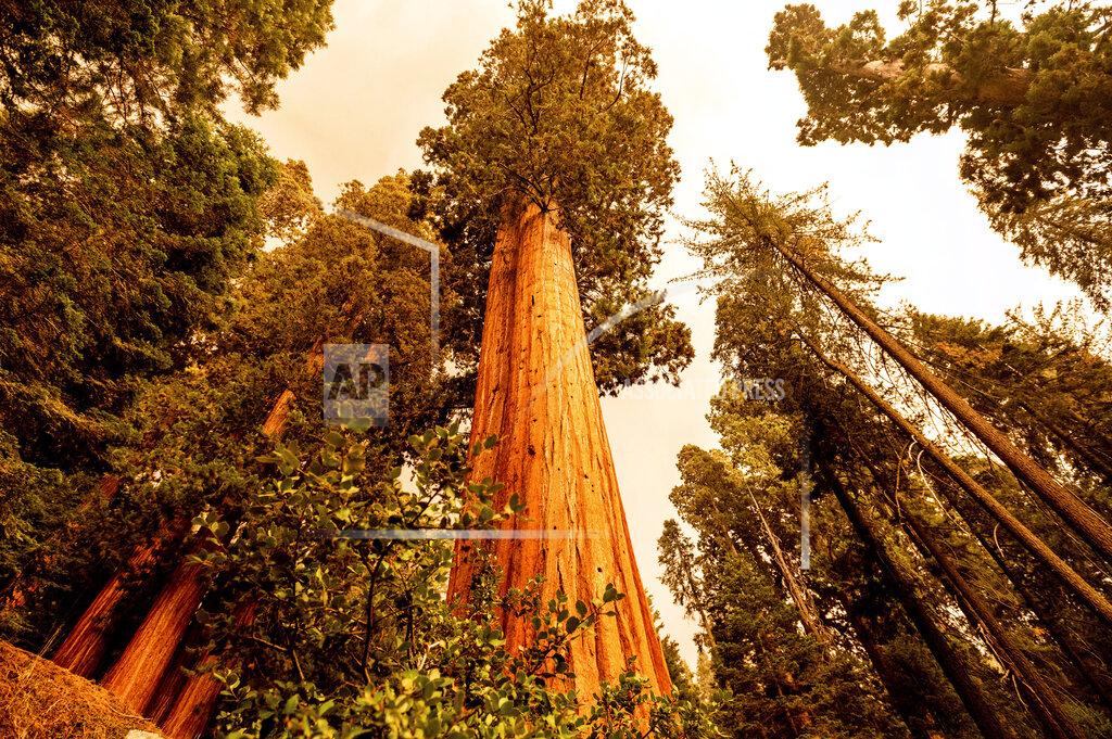 Noah Berger En la imagen, vista de un bosque de secuoyas en Lost Grove, en la autopista de los Generales, a 15 millas del incendio KNP Complex, el 17 de septiembre de 2021, en el Parque Nacional de las Secuoyas, en California. (AP Foto/Noah Berger)