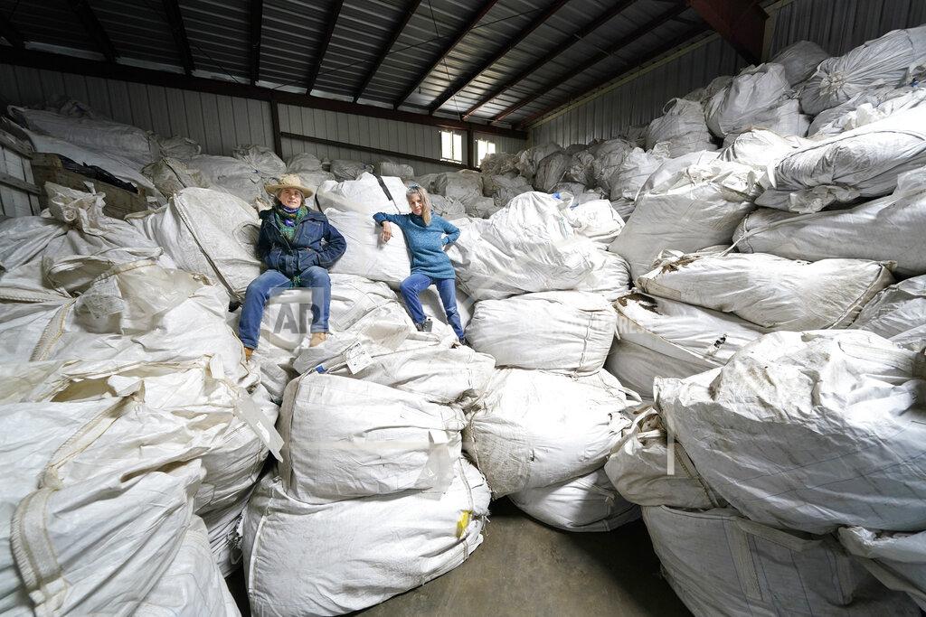 Seth Wenig Gail Hepworth, right, and Amy Hepworth, sisters and co-owners of Hepworth Farms, pose for a picture on bags full of hemp plants at Hepworth Farms in Milton, N.Y., Monday, April 12, 2021. Farmers dealing with depressed prices for plants that produce CBD extract are eager to take part in a statewide marijuana market expected to generate billions of dollars a year once retail sales start. They already know how to grow and process cannabis plants, since hemp is essentially the same plant with lower levels of THC, marijuana's active ingredient. Now they're waiting on rules that will allow them to switch seeds. (AP Photo/Seth Wenig)