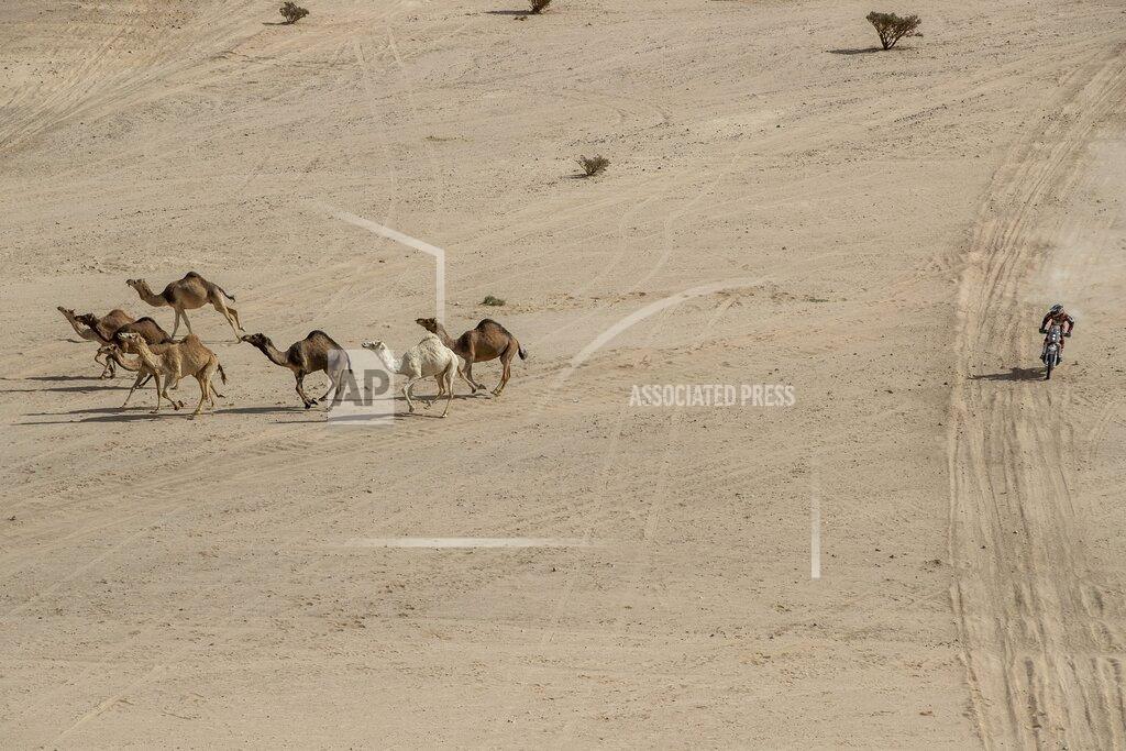 Bernat Armangue Charlie Herbst of France rides his KTM motorbike next a herd of camels during stage two of the Dakar Rally, between Al Wajh and Neom, Saudi Arabia, Monday, Jan. 6, 2020. (AP Photo/Bernat Armangue)