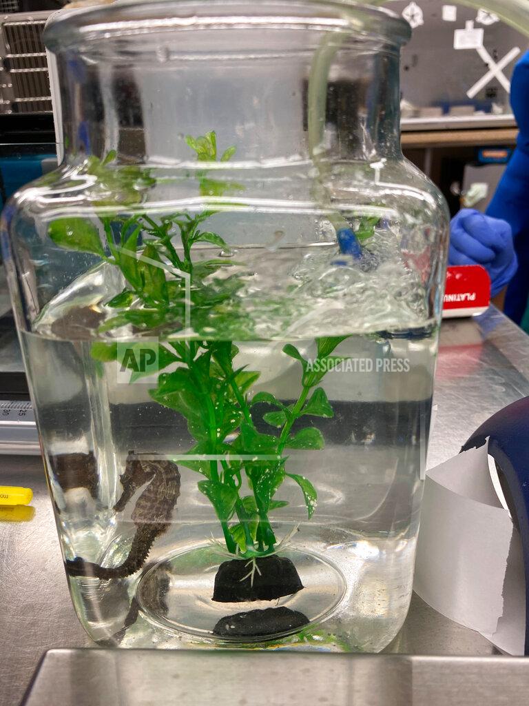 Carol Benge In this undated photo provided by the University of Florida College of Veterinary Medicine, Louie, a black and silver seahorse, swims in a temporary tank at the University of Florida in Gainesville, Fla. In September, its owner Carol Benge, noticed that the seahorse was having trouble swimming. She took him to the University of Florida veterinary school where they diagnosed it with Gas Bubble Disease. The seahorse was placed in a hyperbaric chamber, and with one treatment, Louie was cured. (University of Florida College of Veterinary Medicine via AP)
