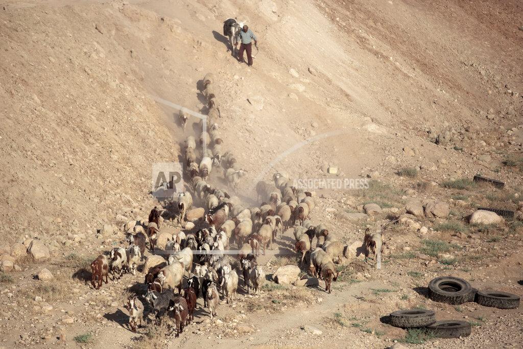 Oded Balilty A Palestinian shepherd herds his flock next to the West Bank village of Al Fasayil, in the Jordan Valley, Tuesday, June 30, 2020. Israeli Prime Minister Benjamin Netanyahu appears determined to carry out his pledge to begin annexing parts of the occupied West Bank, possibly as soon as Wednesday. (AP Photo/Oded Balilty)