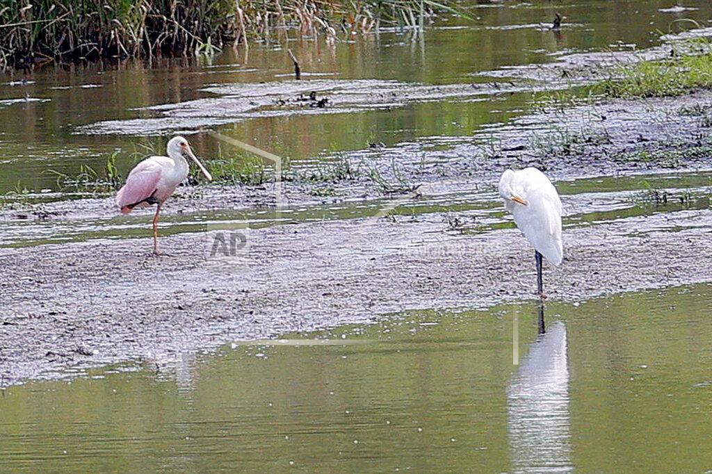 Eric Seals A roseate spoonbill, left, rests on a sandbar in a marshy area of Wilderness Park off Saline-Milan Road in Saline, Mich., on Tuesday, July 20, 2021. The bird typically lives in the Gulf Coast region. (Eric Seals/Detroit Free Press via AP)