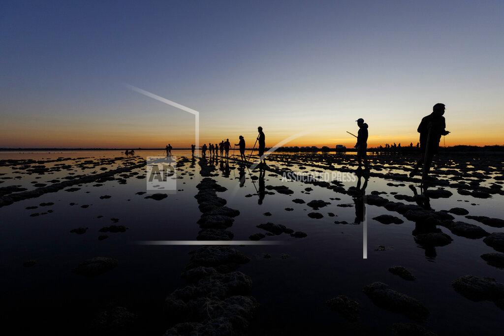In this Wednesday, Aug. 5, 2020 photo provided by Salins de Camargue, flamingo experts walk in the waters, in Aigues-Mortes, the Camargue region, southern France, to gather and put bands on baby birds so scientists can track their migration. The numbers of pink flamingos may be the highest since experts began keeping records 45 years ago, said Thierry Marmol, guardian of the lands. France's two months of strict confinement may well be the reason. (Fabrice Pavanello, Salins de Camargue via AP)