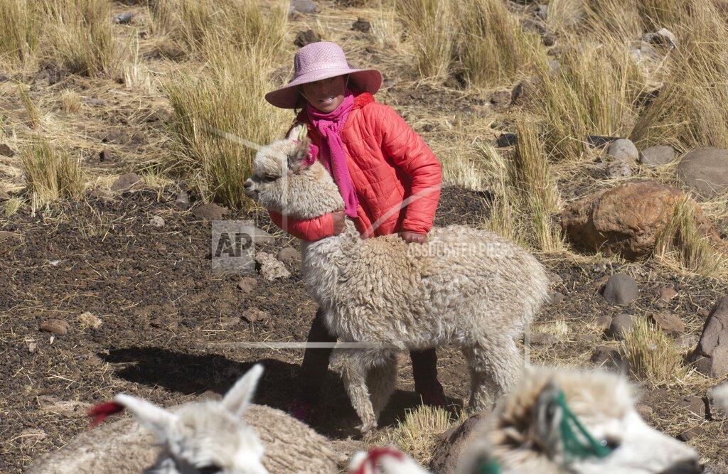 Franklin Briceno Leila Ccaico, 11, plays with one of her family's alpacas on her family's land in Licapa, Peru, Thursday, Sept. 2, 2021. Ccaico, whose parents are alpaca herders, said she stopped speaking Quechua fluently at the age of six when her older sister told her to stop because passersby would make fun of them. (AP Photo/Franklin Briceno)