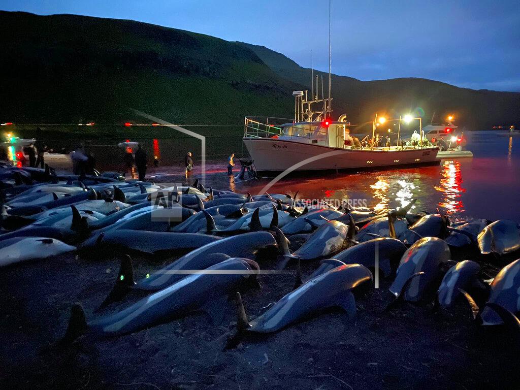 Uncredited In this image released by Sea Shepherd Conservation Society the carcasses of dead white-sided dolphins lay on a beach after being pulled from the blood-stained water on the island of Eysturoy which is part of the Faeroe Islands Sunday Sept. 12, 2021. The dolphins were part of a slaughter of 1,428 white-sided dolphins that is part of a four-century-old traditional drive of sea mammals into shallow water where they are killed for their meat and blubber. The hunt in the North Atlantic islands is not commercial and is authorized, but environmental activists claim it is cruel. (Sea Shepherd via AP)