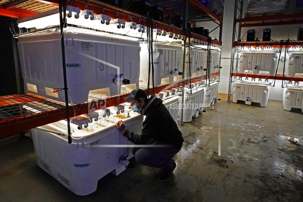 Robert F. Bukaty Peter Crimp, kelp supply director for Atlantic Sea Farms, checks on tanks of seaweed spores growing at the company's nursery, Tuesday, Dec. 8, 2020, in Saco, Maine. Seaweed harvesting and farming in Maine has grown for several years as interest in foods and nutritional products made with the marine algae have risen in popularity. (AP Photo/Robert F. Bukaty)