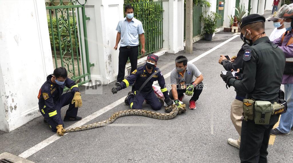 Adam Schreck In this image made from video, firefighters display a reticulated python captured in Benjasiri Park in Bangkok, Thailand on Thursday, July 15, 2021. Bangkok parkgoers looking for relief from renewed coronavirus restrictions got a slithering surprise Thursday when a python as long as two of the Thai capital’s ubiquitous motorbikes was spotted in one of the popular green space. (AP Photo/Adam Schreck)