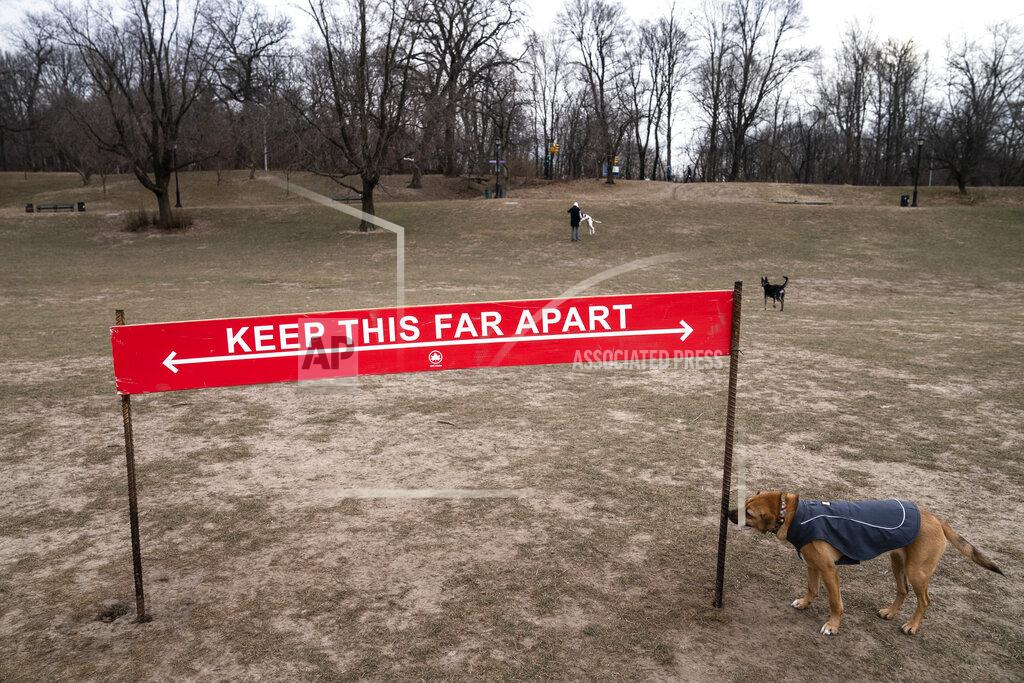 John Minchillo Harvest, a long-time reveler to Prospect Park's Long Meadow, sniffs a social distancing sign as he plays off-leash during designated free-roaming hours, Sunday, Jan. 31, 2021, in the Brooklyn borough of New York. Go to any dog park right now and you’ll probably find lively pandemic puppies, along with new owners learning the ins and outs of off-leash play. One of the silver linings of the pandemic is that many people are discovering the joys of dog ownership. (AP Photo/John Minchillo)