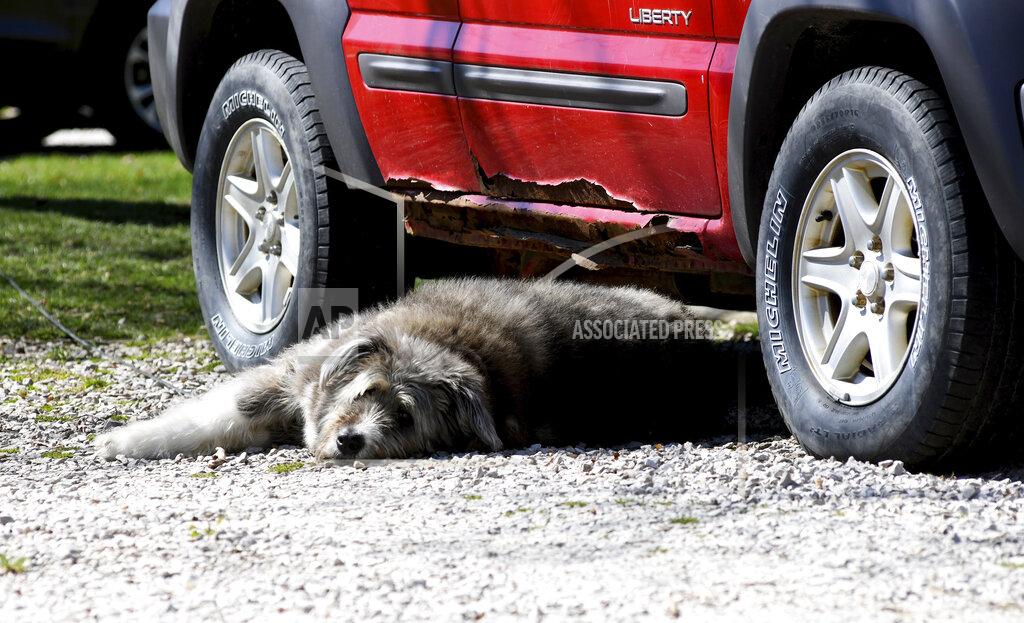 Warren Dillaway A dog relaxes along 12th Street on Thursday April 2, 2020, afternoon in Conneaut, Ohio. (Warren Dillaway/The Star-Beacon via AP)