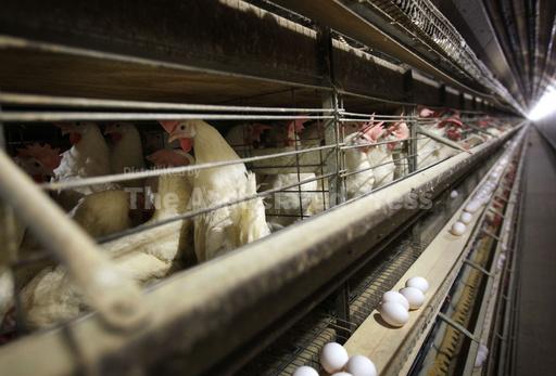 U.S. egg producers conspired to fix prices from 2004 to... - Vimarsana News