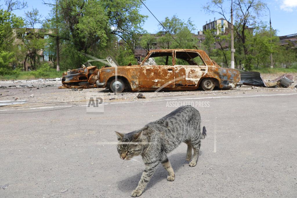 Alexei Alexandrov A cat walks past burned out cars in Mariupol, in territory under the government of the Donetsk People's Republic, eastern Ukraine, Tuesday, May 17, 2022. (AP Photo/Alexei Alexandrov)