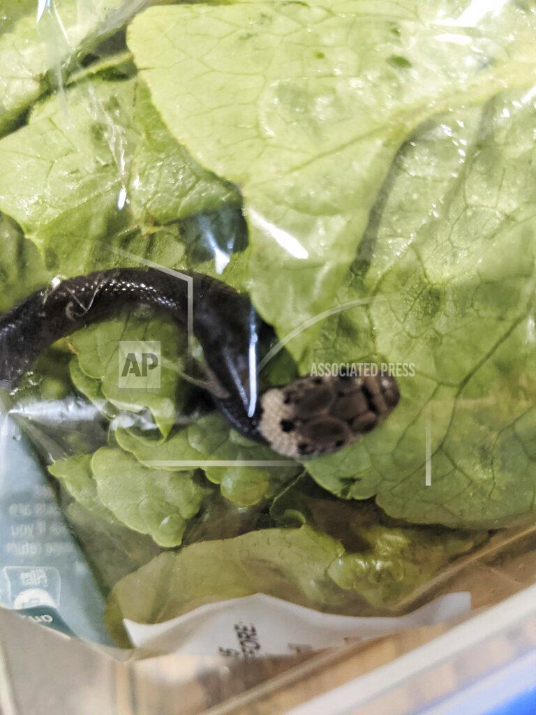 Alex White In this photo provided by Alex White, a Pale-headed snake is photographed in a bag of lettuce in Sydney, Monday, April 12, 2021. White thought he was watching a huge worm writhing in plastic-wrapped lettuce he'd just brought home from a Sydney supermarket, until a snake tongue flicked. (Alex White via AP)