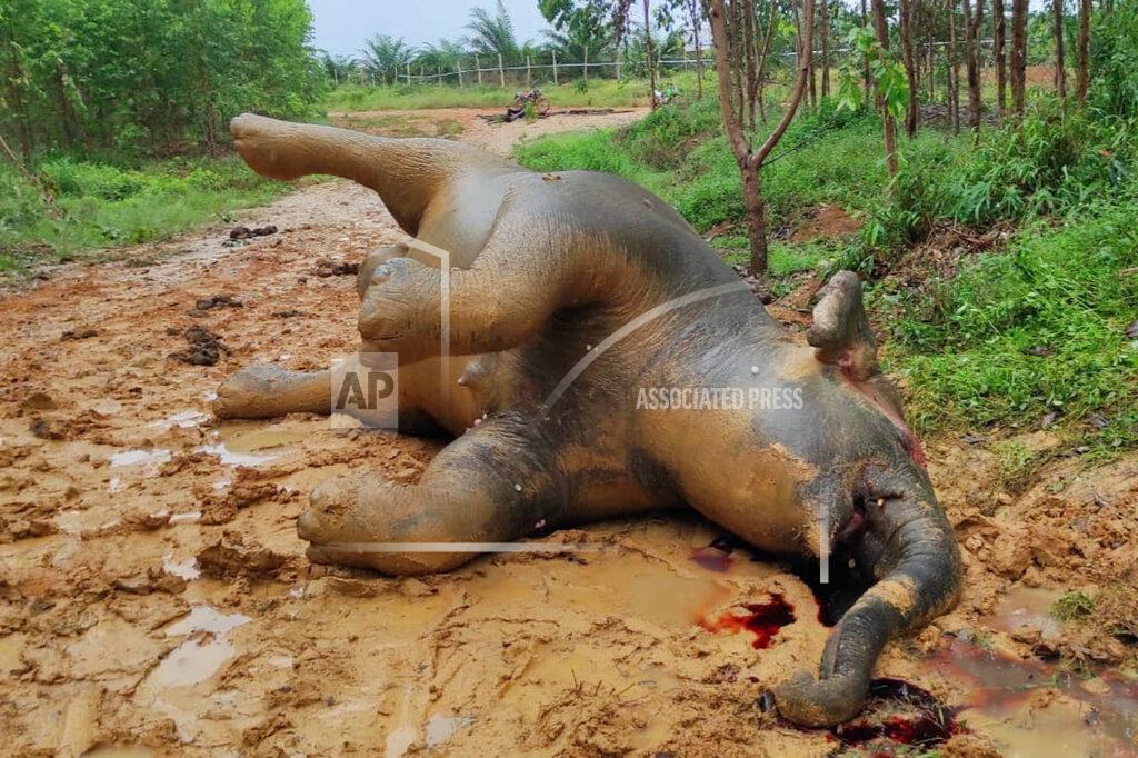 Bksda EDS NOTE: GRAPHIC CONTENT - In this photo released by Indonesia's Nature Conservation Agency (BKSDA), the carcass of a pregnant Sumatran elephant, suspectedly died of poisoning, lies on the ground near a palm plantation in Bengkalis, Riau province, Indonesia on May 25, 2022. Local authorities are still investigating the cause of the death of the critically endangered elephant and its unborn baby. (BKSDA via AP)