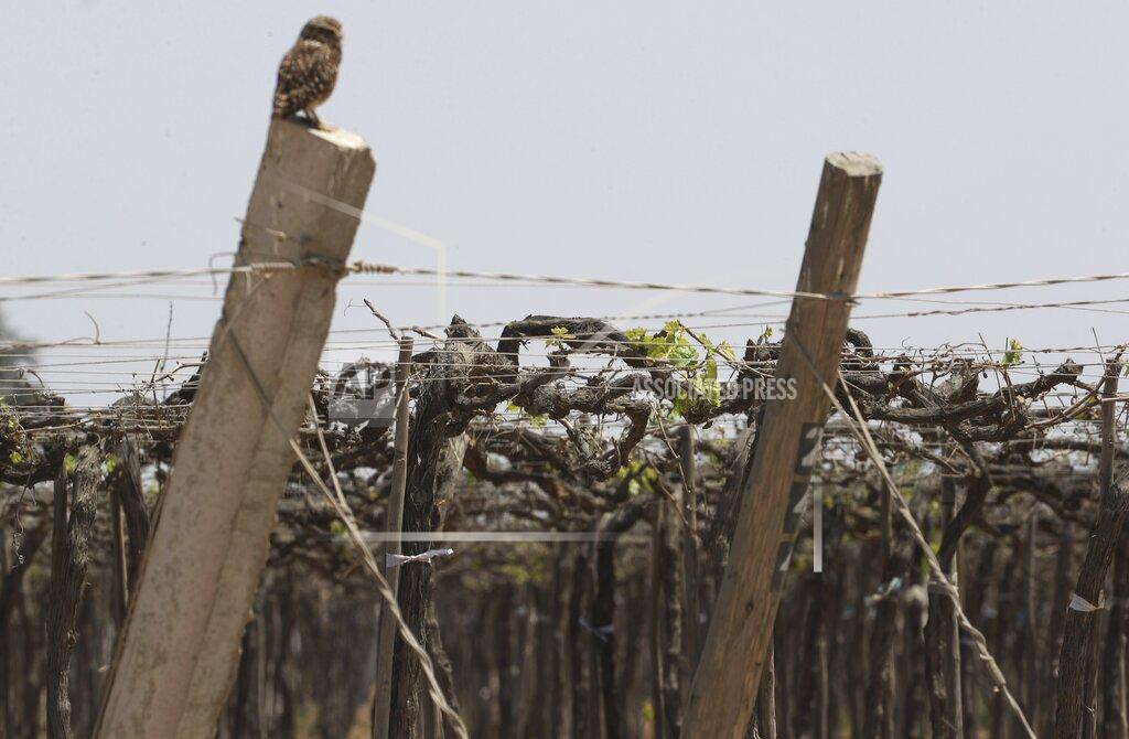 Martin Mejia An owl stands over a dry vineyard Ica, Peru, Monday, Sept. 28, 2020. More than 500 Pisco producers have seen their sales collapse by half and thousands of grape growers have had their fields ruined because of the late harvests, because of the strict lockdown implemented to stop COVID-19. (AP Photo/Martin Mejia)