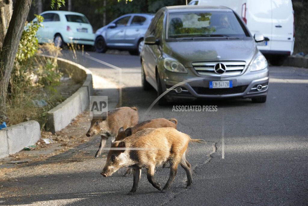 Gregorio Borgia Wild boars cross a street in Rome, Friday, Sept. 24, 2021. They have become a daily sight in Rome, families of wild boars trotting down the city streets, sticking their snouts in the garbage looking for food. Rome's overflowing rubbish bins have been a magnet for the families of boars who emerge from the extensive parks surrounding the city to roam the streets scavenging for food. (AP Photo/Gregorio Borgia)